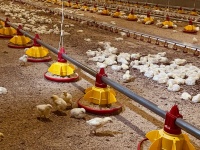 Четыре тысячи тонн мяса птицы в год будет производить предприятие в Карсунском районе после выхода на полную мощность