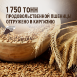 1 750 тонн продовольственной пшеницы отгружено в Киргизию