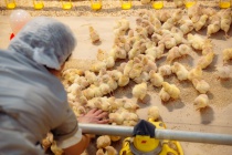 30 тысяч цыплят завезли на птицефабрику Мелекесского района Ульяновской области