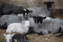 Фермеры из Ульяновской области осваивают новое производство сыров из овечьего молока