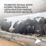 Развитие малых форм хозяйствования в Цильнинском районе Ульяновской области