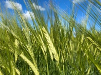 К уборке урожая 2020 года в хозяйствах Ульяновской области имеется 1 511 зерноуборочных комбайнов