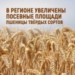 В Ульяновской области увеличены посевные площади под пшеницу твёрдых сортов