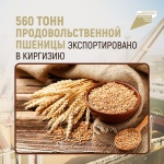 560 тонн продовольственной пшеницы экспортировано в Киргизию
