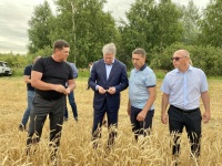 В Ульяновской области зерновые и зернобобовые культуры обмолочены с 14% площадей