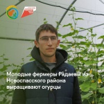 Молодые фермеры Радаевы из Новоспасского района выращивают огурцы