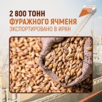 2 800 тонн фуражного ячменя экспортировано в Иран