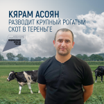 Кярам Асоян разводит крупный рогатый скот в Тереньге