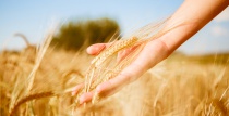 Россельхозбанкпервым подписал соглашение с Министерством сельского хозяйства по программе льготного кредитования системообразующих предприятий АПК