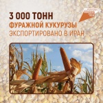 3000 тонн фуражной кукурузы экспортировано в Иран