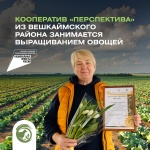Кооператив «Перспектива» Вешкаймского района занимается выращиванием капусты, картофеля, моркови, лука и свёклы.