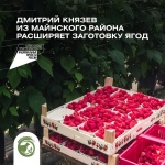 Дмитрий Князев из Майнского района расширяет заготовку ягод