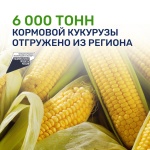 6000 тонн кормовой кукурузы отгружено из региона