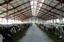 Ульяновская область демонстрирует высокую динамику в развитии животноводства