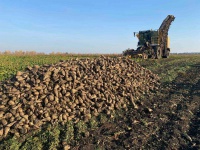 Хозяйства Ульяновской области собрали более 216 тысяч тонн сахарной свёклы
