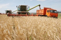 Аграрии Ульяновской области намолотили свыше 700 тысяч тонн зерна 