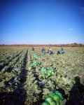 Студенческие сельскохозяйственные отряды работают на предприятиях Ульяновской области